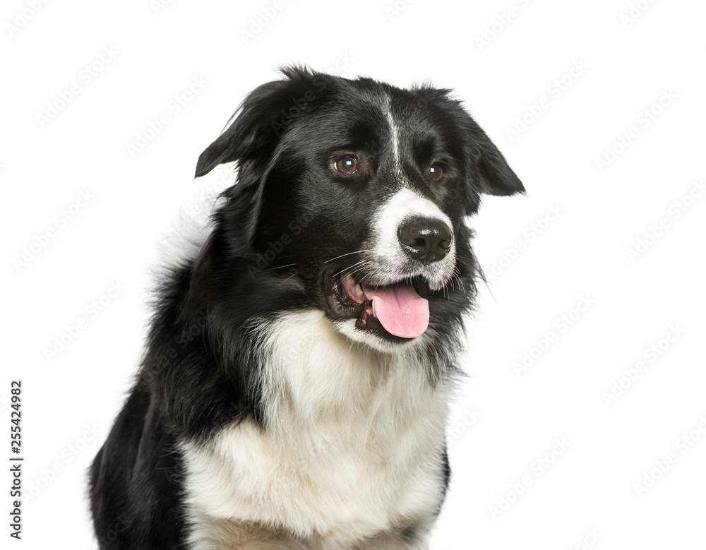 Border Collie in front of white background