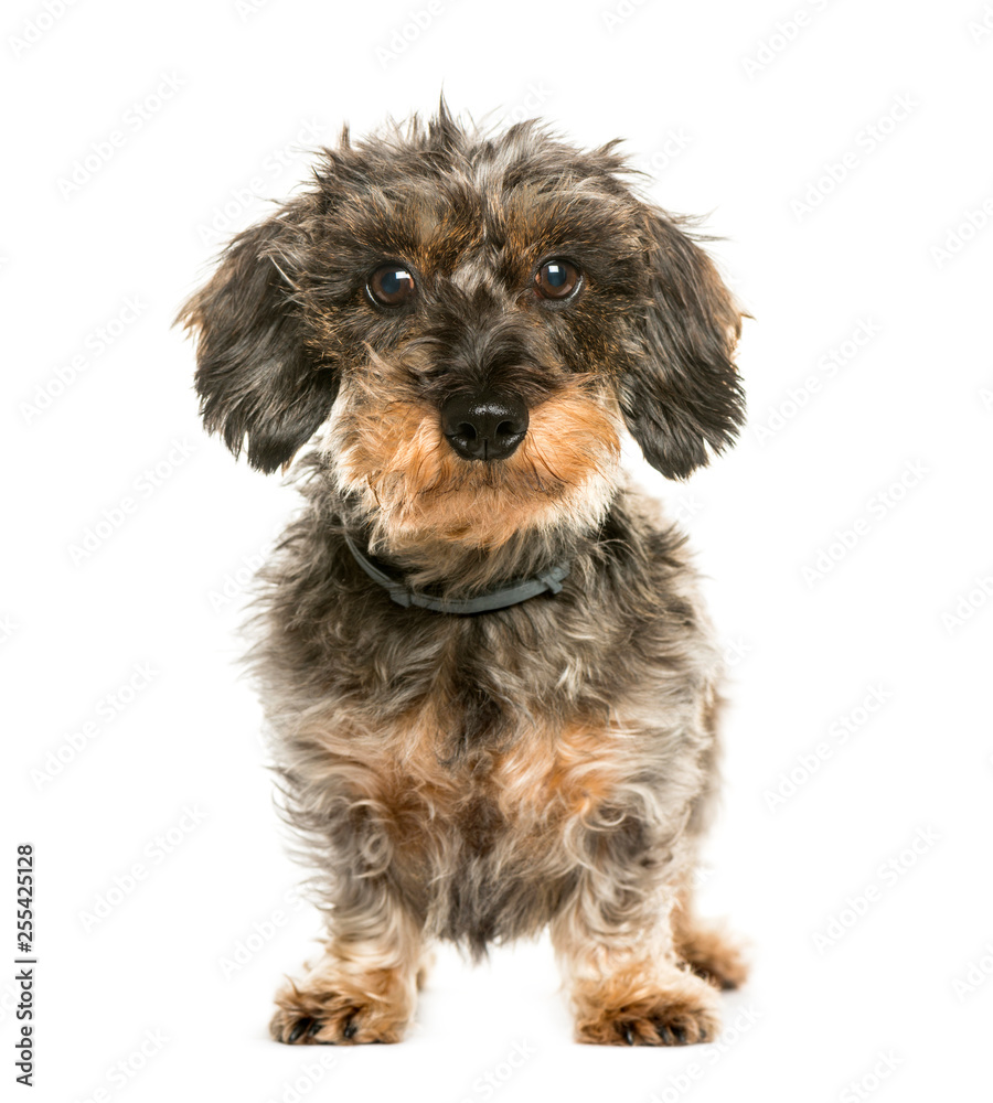 Dachshund, Sausage dog in front of white background Dachshund, Sausage dog in front of white background