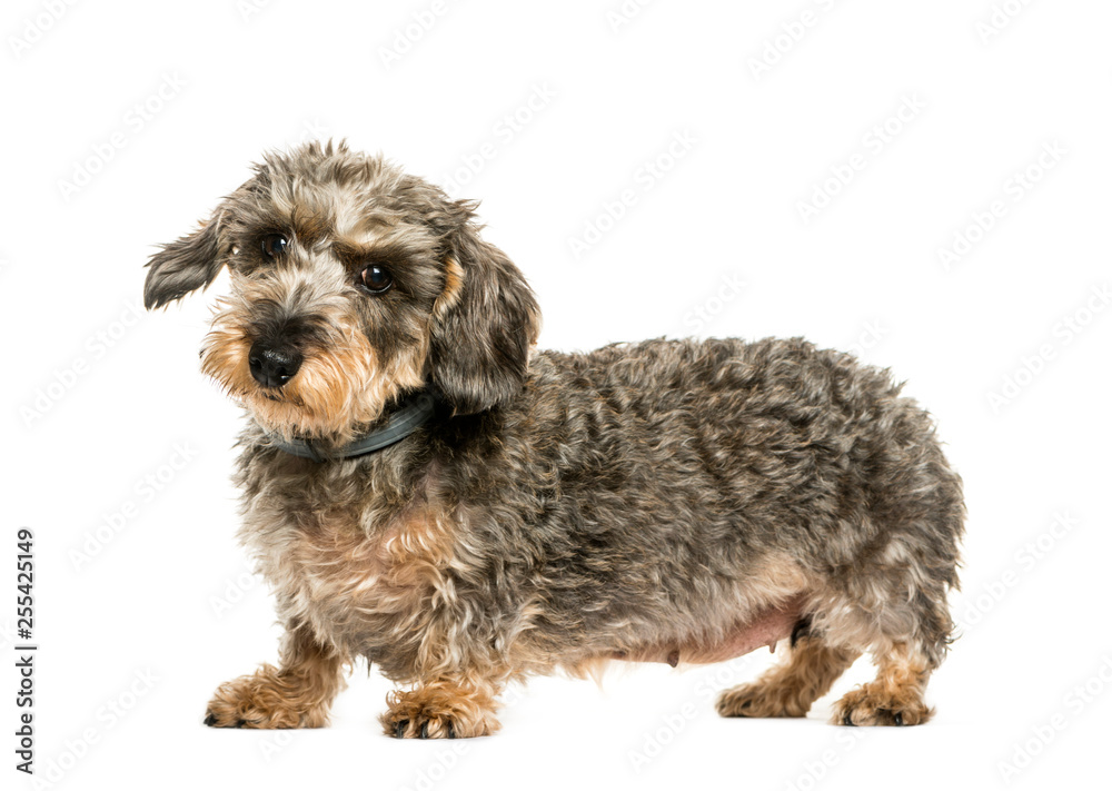 Dachshund, Sausage dog in front of white background