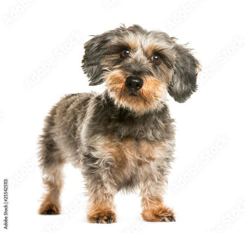 Dachshund, Sausage dog in front of white background © Eric Isselée