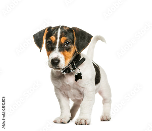 Jack Russell Terrier, 2 months old, in front of white background © Eric Isselée