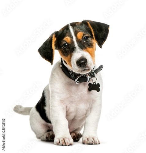 Jack Russell Terrier, 2 months old, sitting in front of white ba