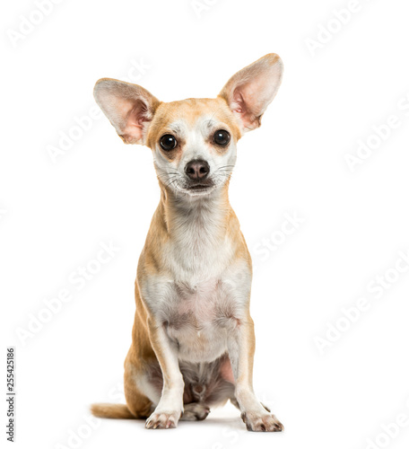 Chihuahua sitting in front of white background © Eric Isselée