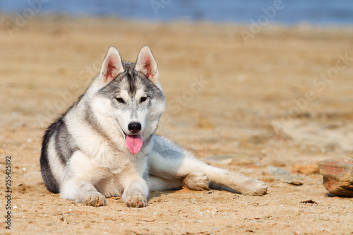 Siberian Huskies on a beach