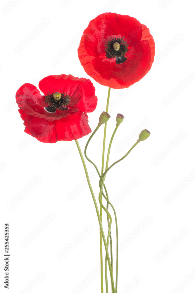 Fototapeta premium poppy flower isolated