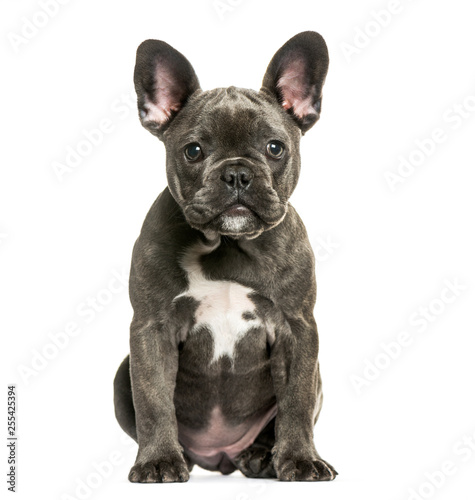 French Bulldog  3 months old  sitting in front of white backgrou