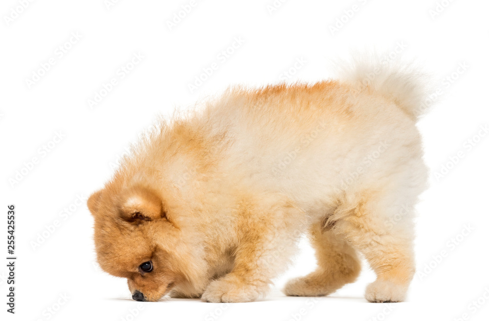 Spitz Dog in front of white background Spitz Dog in front of white background