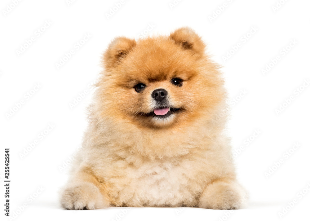 Spitz Dog lying in front of white background Spitz Dog lying in front of white background