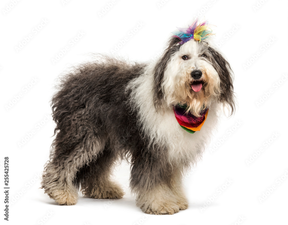 Mixed-breed dog in front of white background