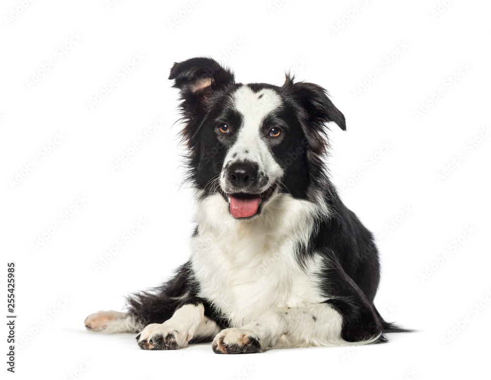 Border Collie lying in front of white background