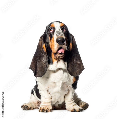 Basset Hound sitting in front of white background © Eric Isselée
