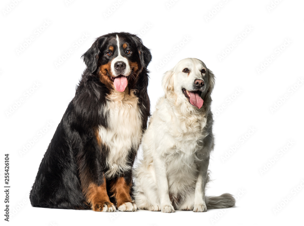 Bernese Mountain dog, Golden Retriever sitting in front of white