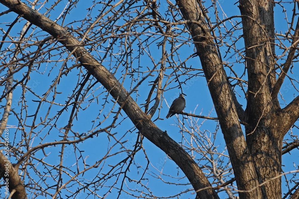 앙상한 은행나무가지에 앉은 새