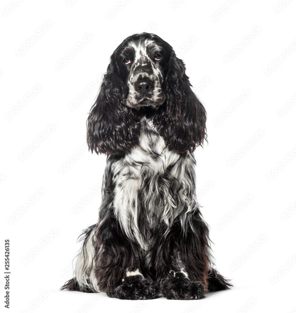 Cocker sitting in front of white background Cocker sitting in front of white background