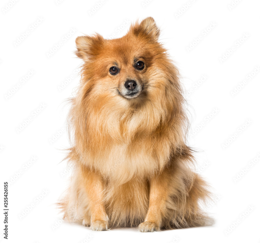 Keeshond sitting in front of white background