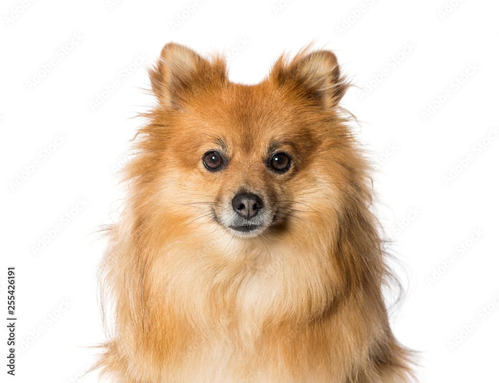 Keeshond in front of white background