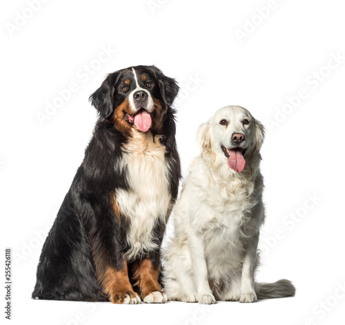 Bernese Mountain dog, Golden Retriever sitting in front of white