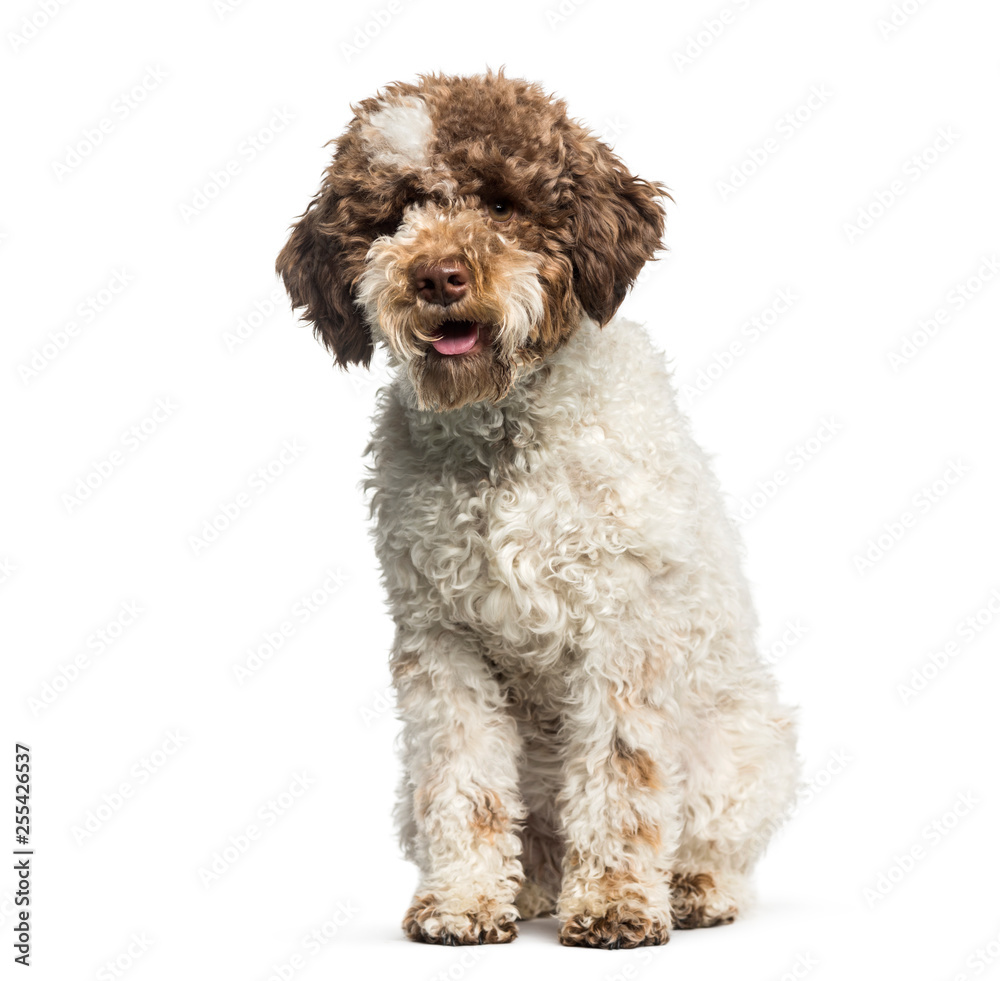 Lagotto Romagnolo, 7 months, sitting in front of white backgroun