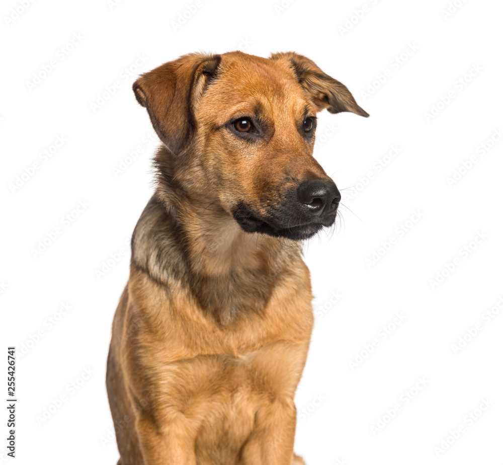 Mixed-breed dog sitting in front of white background