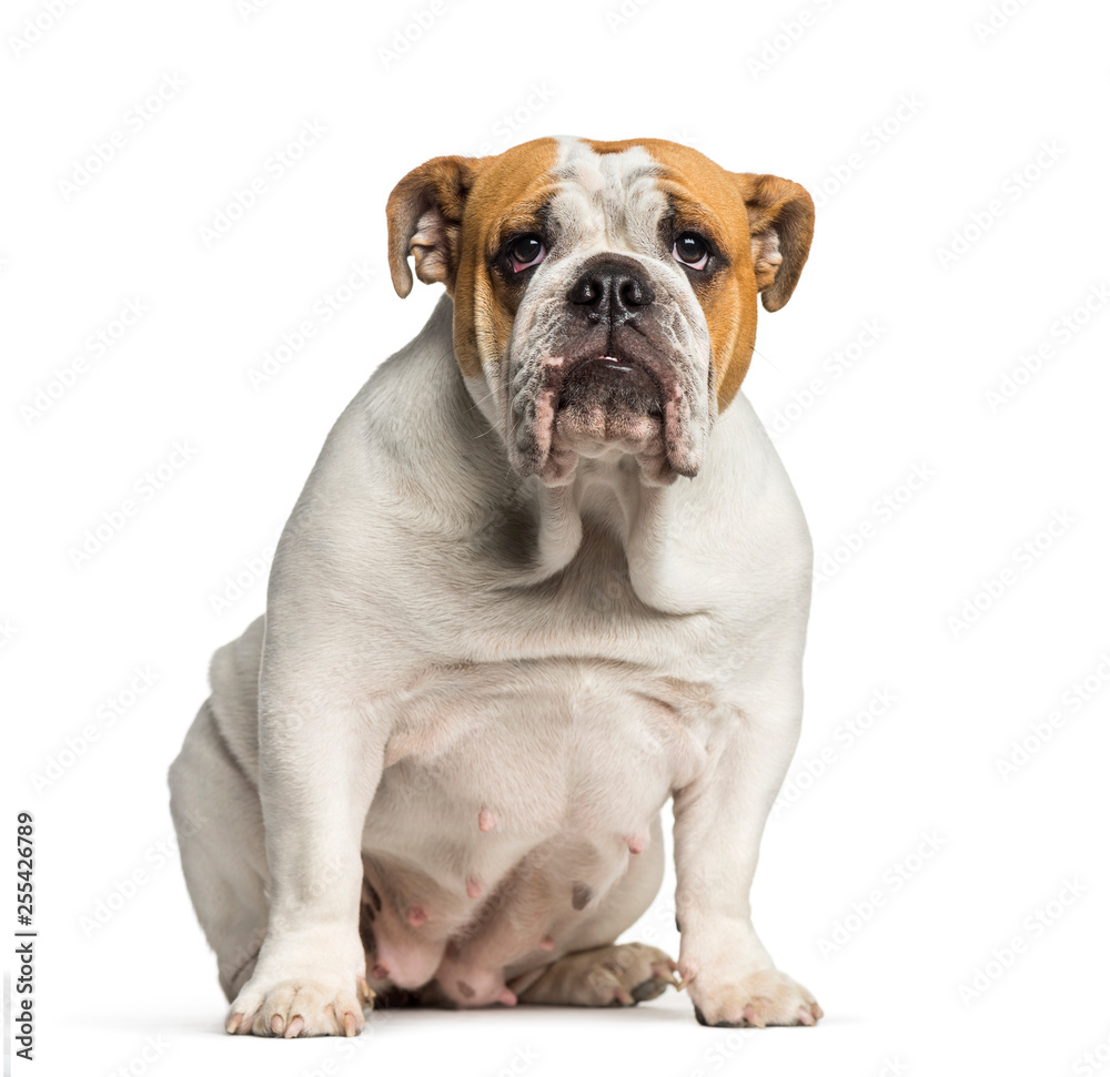 British Bulldog, English Bulldog, 10 months old, sitting in fron British Bulldog, English Bulldog, 10 months old, sitting in fron