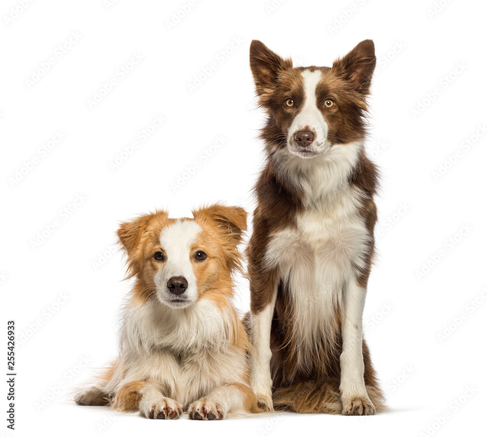 Border Collie sitting in front of white background Border Collie sitting in front of white background