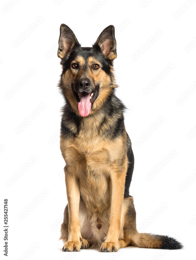 German Shepherd sitting in front of white background