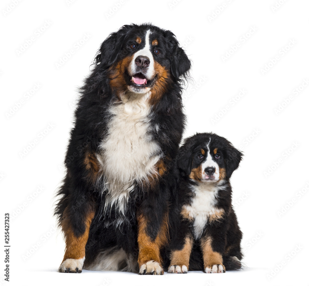 Bernese Mountain Dog, 8 years old and 3 months old, sitting in f