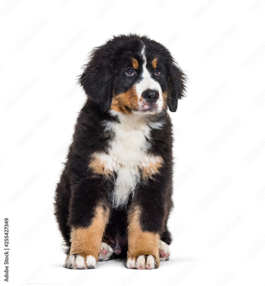 Bernese Mountain Dog, 3 months old, sitting in front of white ba