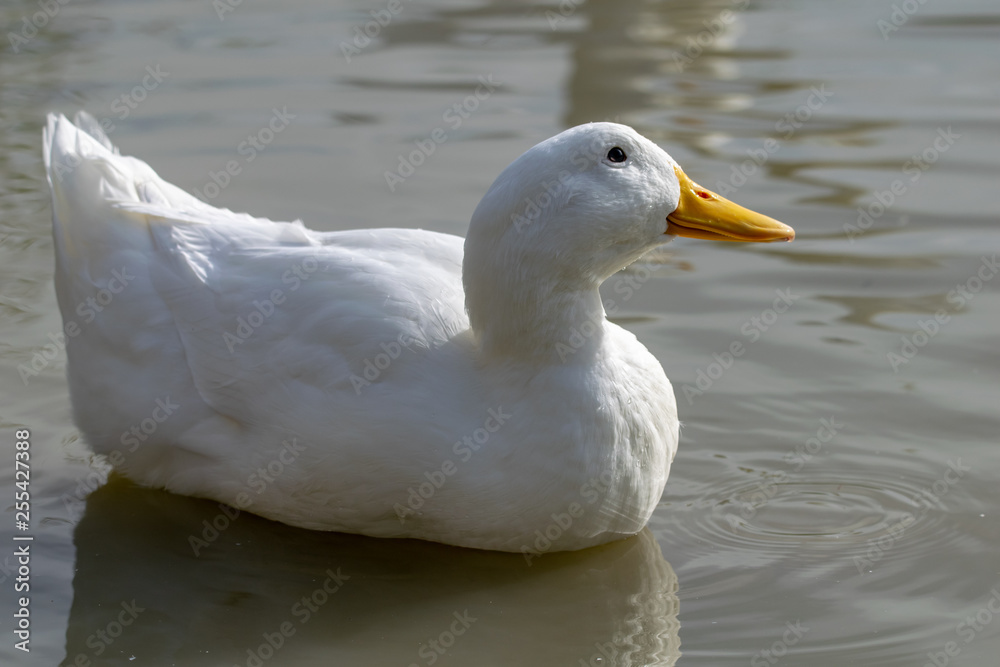 White Long Island duck also known as Aylesbury or Pekin duck White Long Island duck also known as Aylesbury or Pekin duck