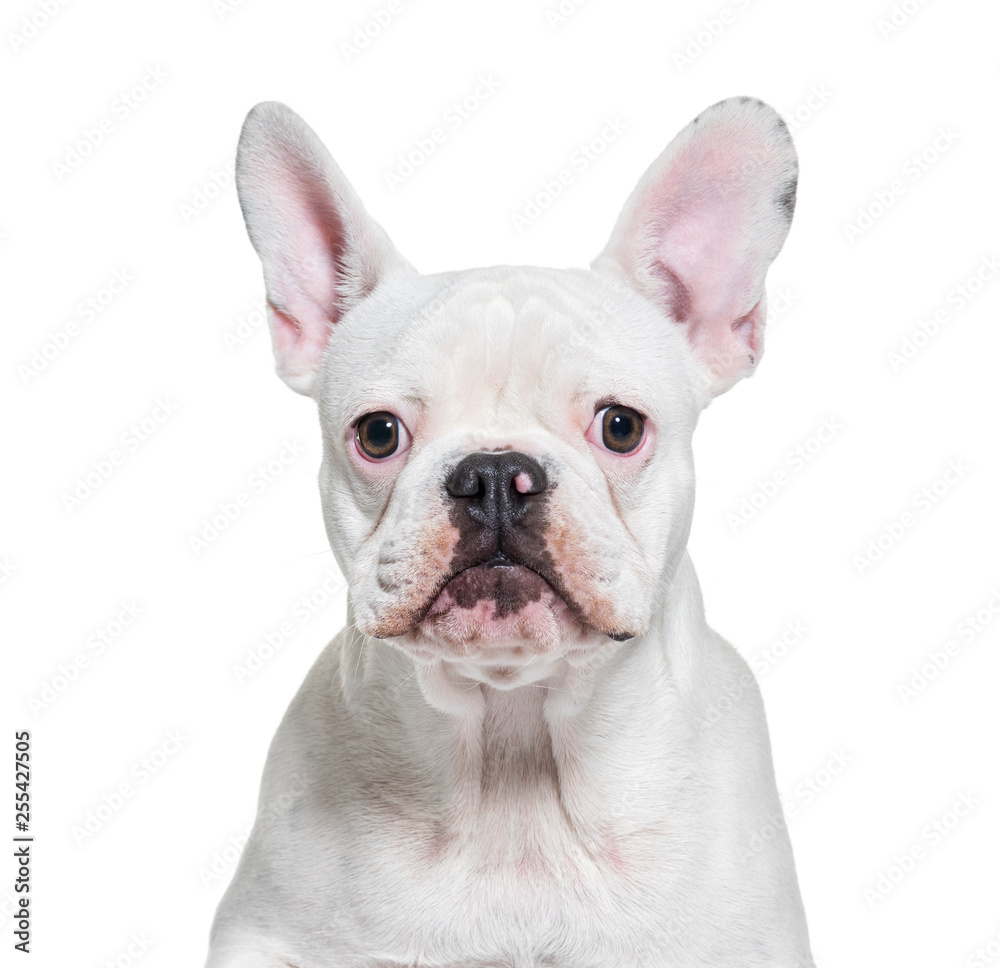 French Bulldog, 8 months old, in front of white background