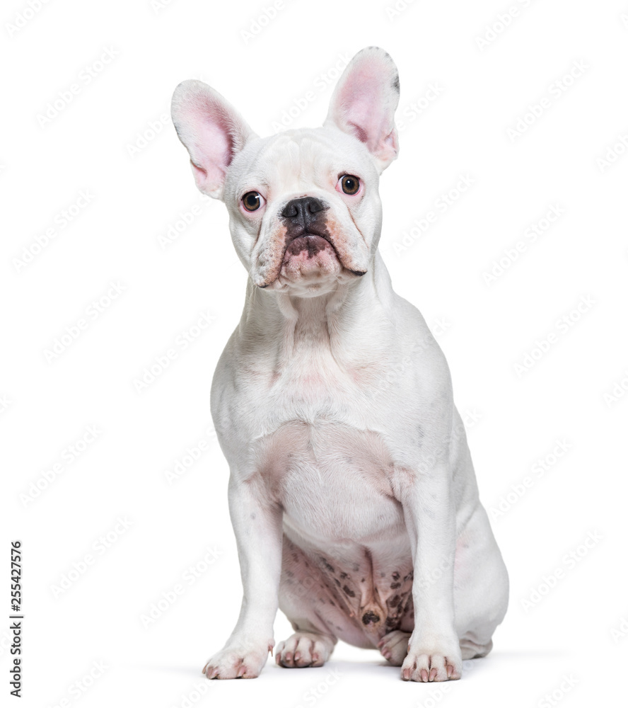 French Bulldog, 8 months old, sitting in front of white backgrou