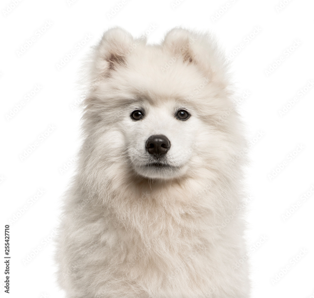 Samoyed dog, 4 months old, in front of white background