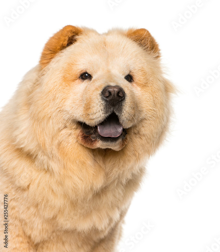 Chow Chow in front of white background © Eric Isselée
