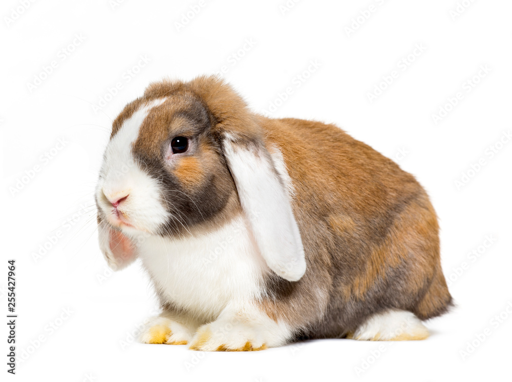 Rabbit in front of white background Rabbit in front of white background