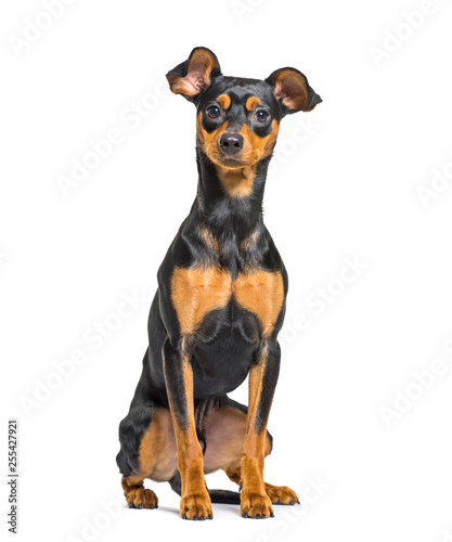 Schilderij op canvas Miniature Pinscher sitting in front of white background