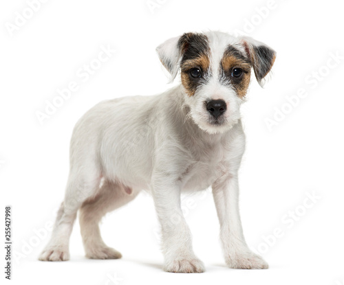 Parson Russell Terrier, 2 months old, in front of white backgrou