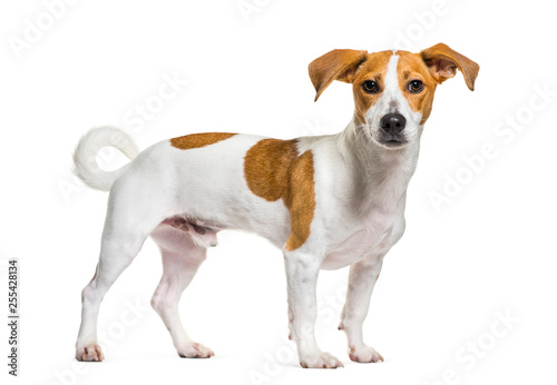 Fototapeta Naklejka Na Ścianę i Meble -  Jack Russell Terrier in front of white background