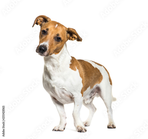 Jack Russell Terrier in front of white background © Eric Isselée