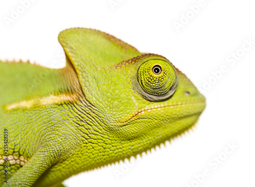 Green Chameleon, Chamaeleo chameleon, in front of white backgrou