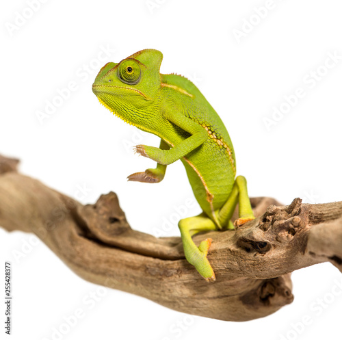 Chameleon, Chamaeleo chameleon, on branch in front of white back © Eric Isselée