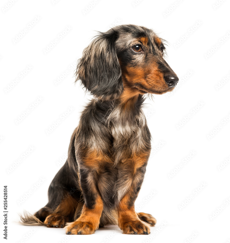 Dachshund, Sausage dog sitting in front of white background Dachshund, Sausage dog sitting in front of white background