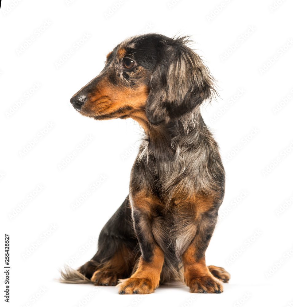 Dachshund, Sausage dog sitting in front of white background Dachshund, Sausage dog sitting in front of white background