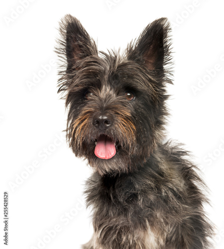 Cairn Terrier in front of white background