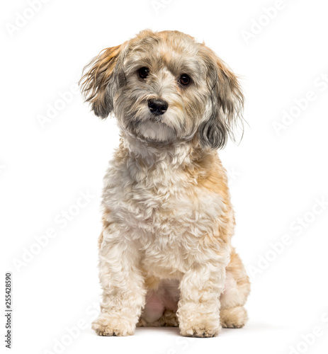 Havanese dog sitting in front of white background