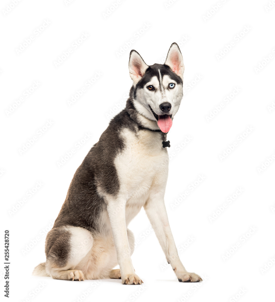 Siberian Husky sitting in front of white background