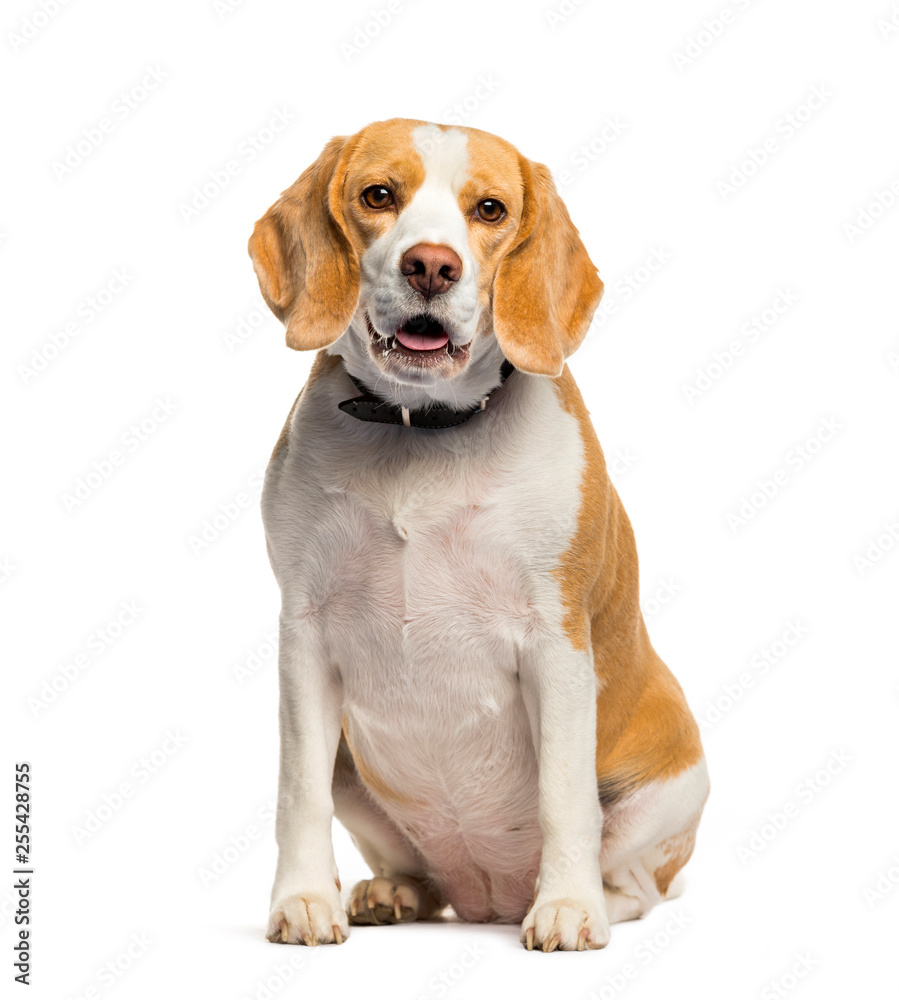 Beagle sitting in front of white background