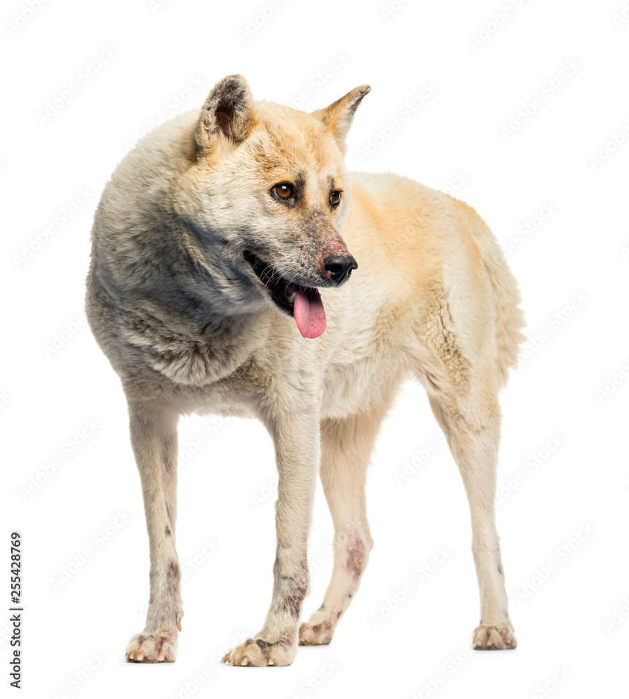 Fototapeta premium Maltreated Akita Inu in front of white background