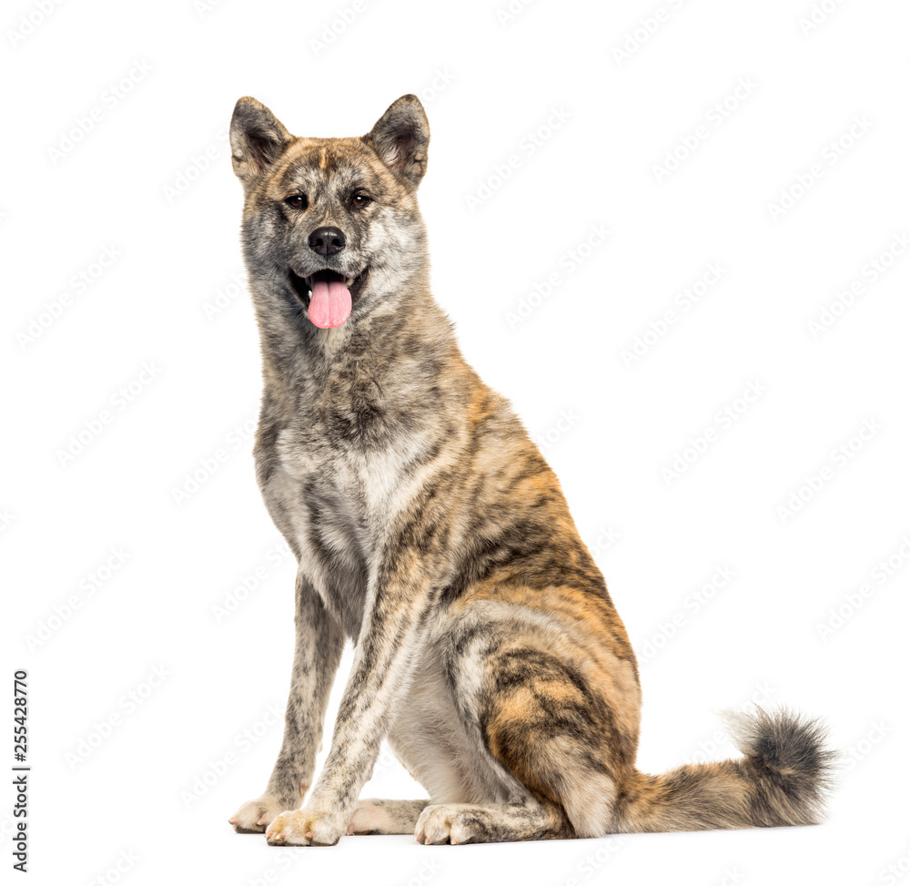 Akita Inu sitting in front of white background