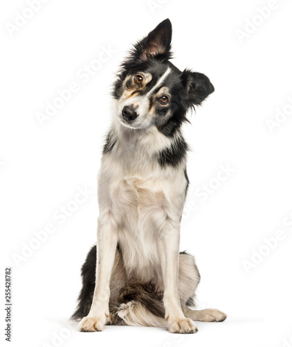 Border Collie sitting in front of white background © Eric Isselée