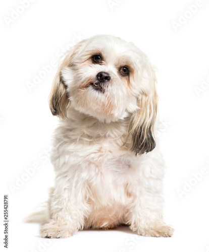 Mixed-breed dog sitting in front of white background